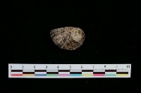 藏品(粗紋蜑螺)的圖片